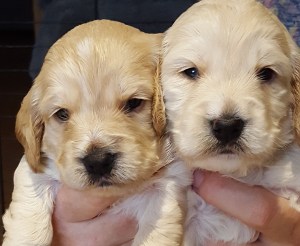 Cockapoo breeders sussex