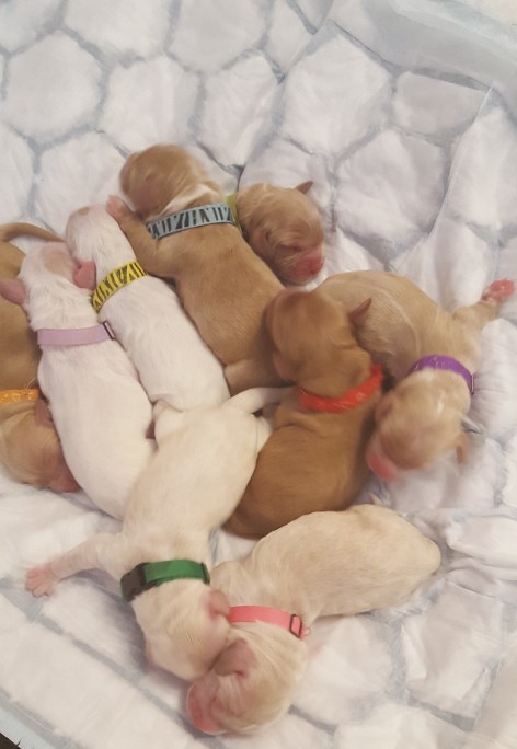 Newborn 1