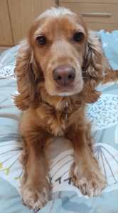 Poppy cocker spaniel