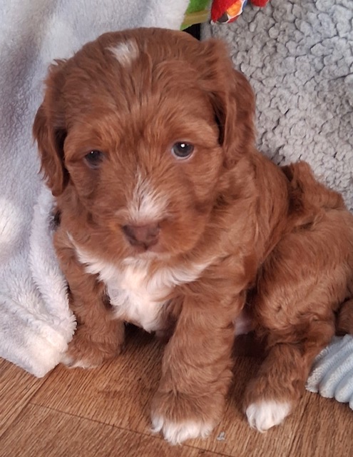 Cockapoo puppy