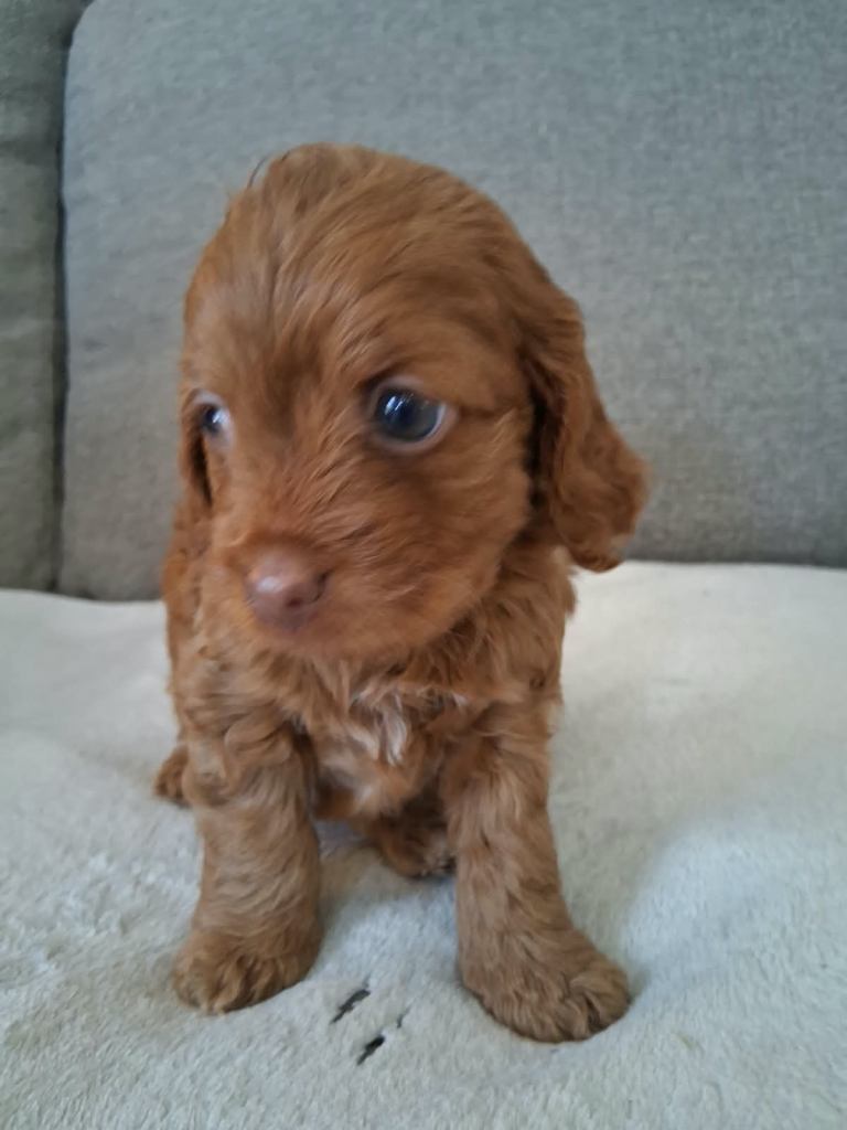 Cockapoo puppy