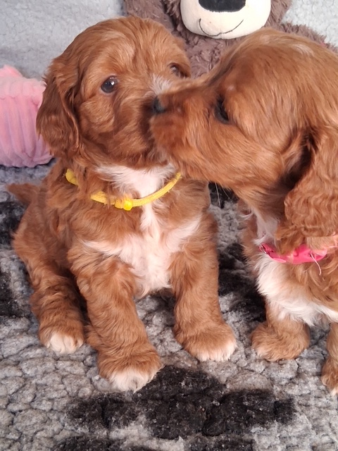 Cockapoo puppy