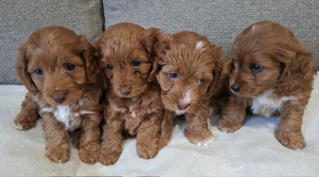 Cockapoo puppy