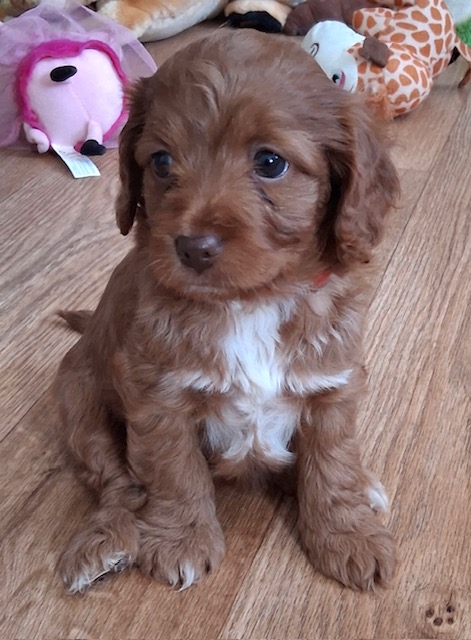 Cockapoo puppy