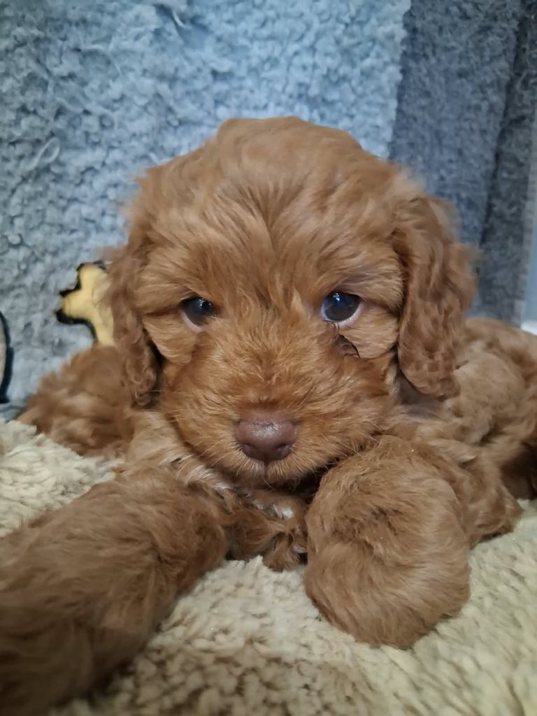 Cockapoo puppy
