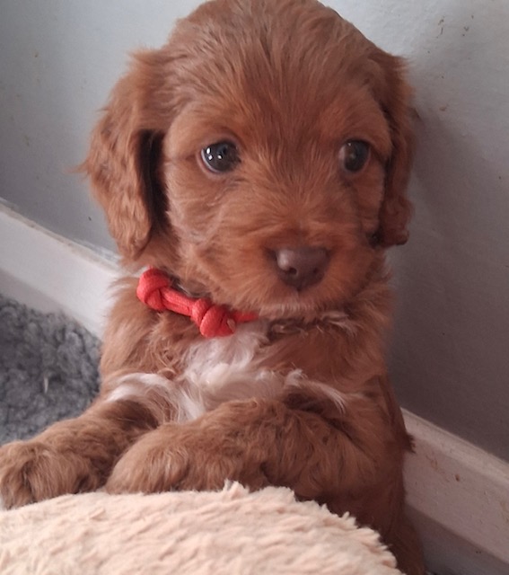 Cockapoo puppy