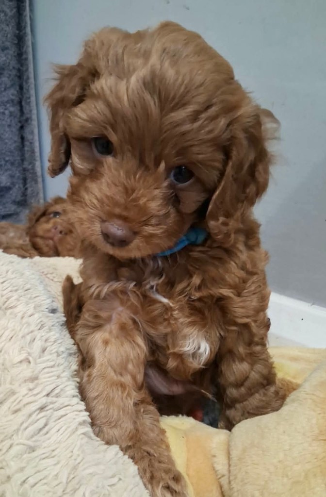 Cockapoo puppy
