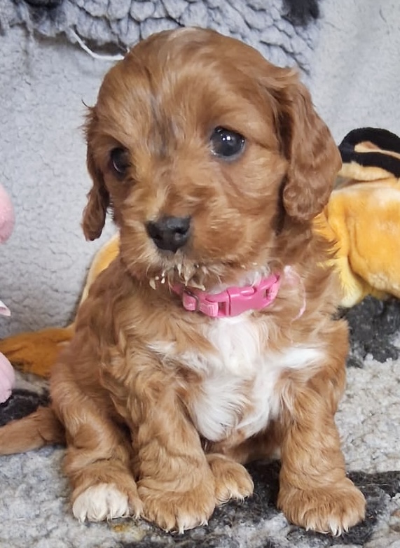 Cockapoo puppy