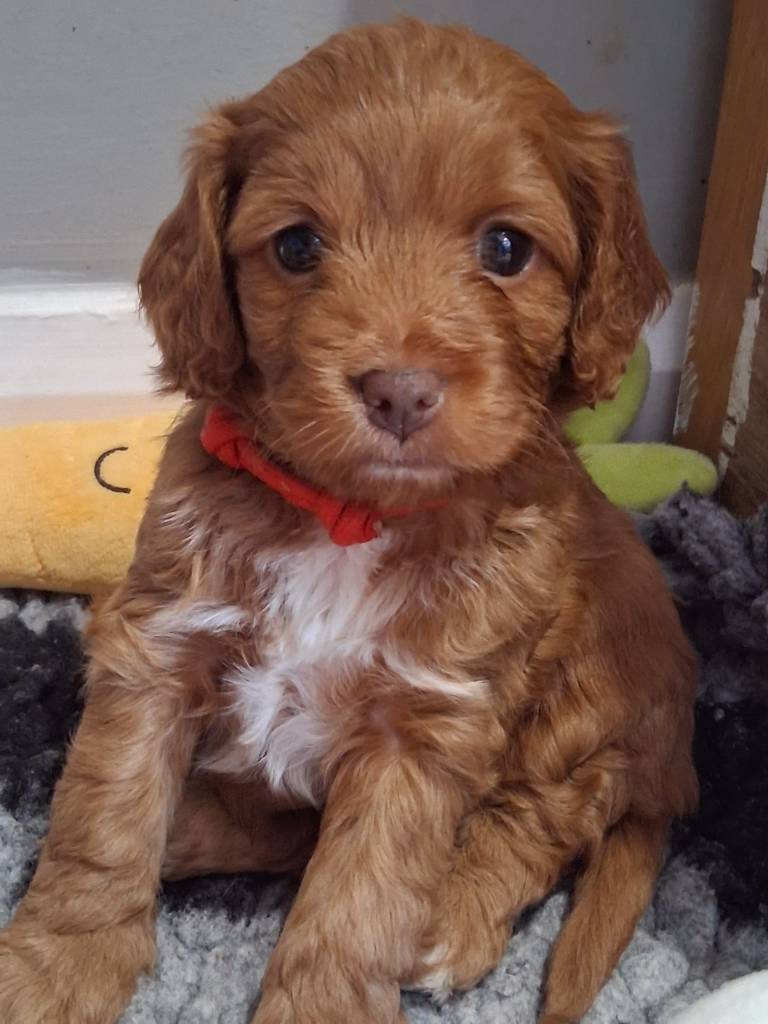 Cockapoo puppy